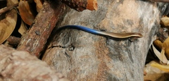 Plestiodon lotus