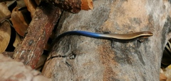 Plestiodon lotus