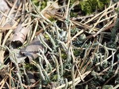 Cladonia cornuta