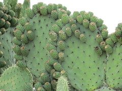 Opuntia pilifera