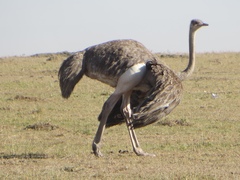 Struthio camelus massaicus