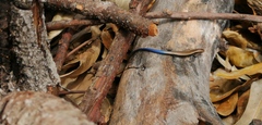 Plestiodon lotus