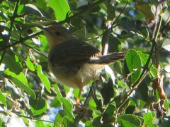 Cisticola erythrops