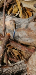 Plestiodon lotus
