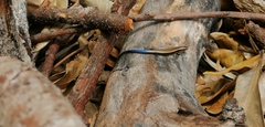 Plestiodon lotus