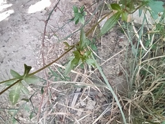 Coreocarpus sonoranus