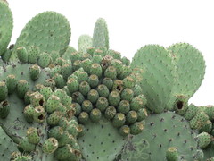 Opuntia pilifera