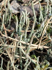 Cladonia cornuta