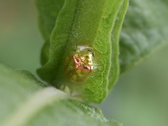 Charidotella succinea