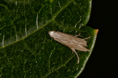 Helcystogramma hystricella