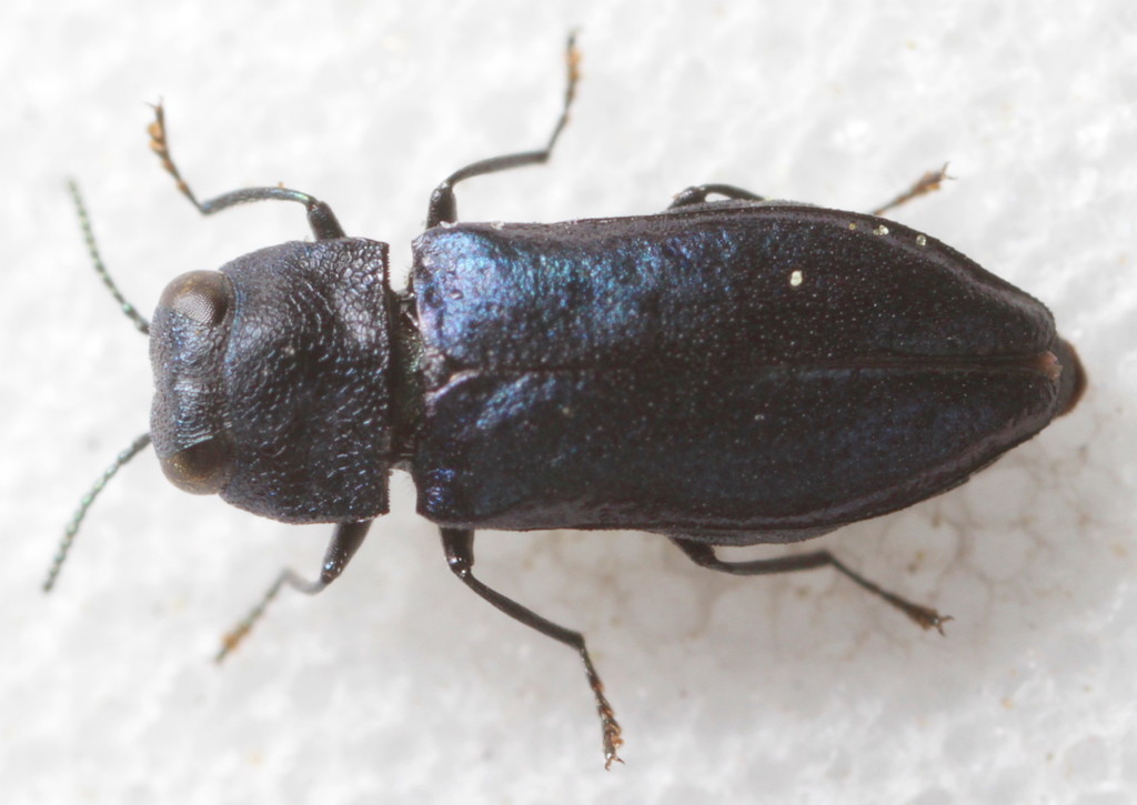 Anthaxia fisheri