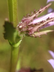 Lobelia apalachicolensis image