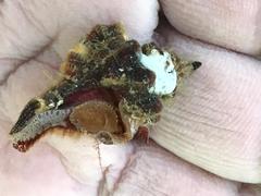 Eupleura muriciformis