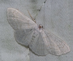 Acratodes suavata