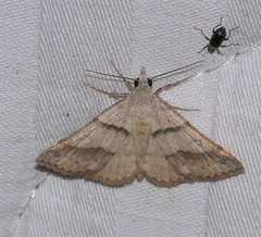 Hemeroplanis reversalis