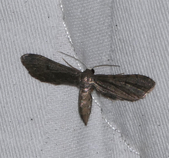 Protoproutia laredoata