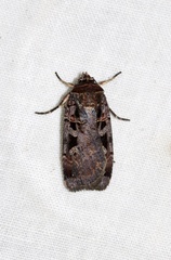 Pseudohermonassa tenuicula