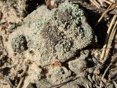 Stereocaulon condensatum