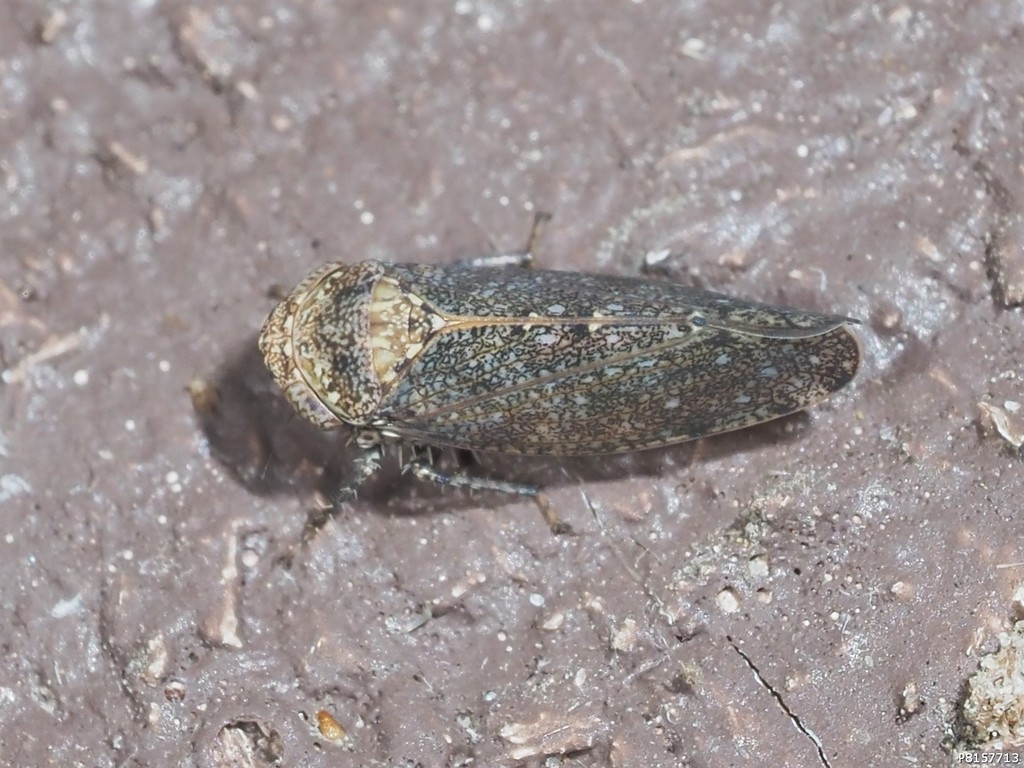 Paraphlepsius truncatus