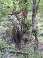 Tillandsia inopinata