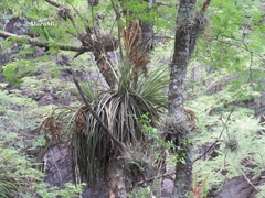 Tillandsia inopinata