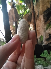 Rothschildia cinctus cinctus