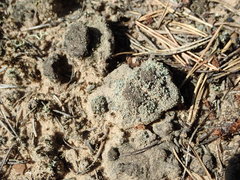 Stereocaulon condensatum