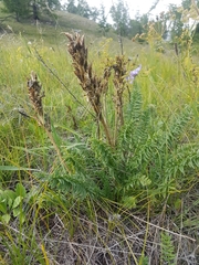 Oxytropis muricata