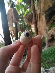 Rothschildia cinctus cinctus