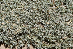 Astragalus kentrophyta tegetarius