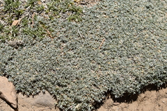 Astragalus kentrophyta tegetarius