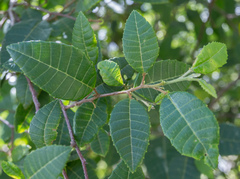 Allophylus crassinervis