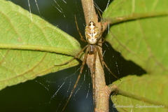 Tylorida ventralis