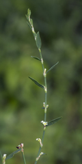 Polygonum