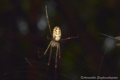Tylorida