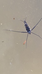 Trepobates subnitidus