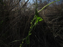 Dioscorea