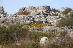 Cullumia reticulata
