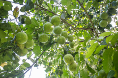 Citrus paridisi