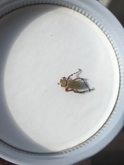 Macrodactylus subspinosus