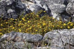 Cullumia reticulata
