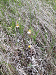 Cypripedium candidum