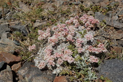 Eriogonum strictum