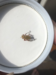 Macrodactylus subspinosus