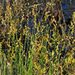 Carex tenera - Photo (c) Rob Curtis, μερικά δικαιώματα διατηρούνται (CC BY-NC-SA), uploaded by Rob Curtis