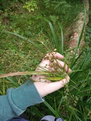 Scirpus sylvaticus
