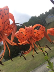 Lilium lancifolium