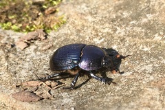 Geotrupes splendidus