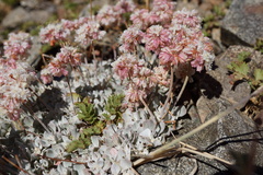 Eriogonum strictum