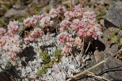 Eriogonum strictum
